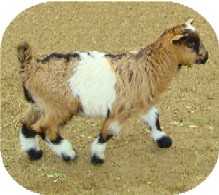 Boaz